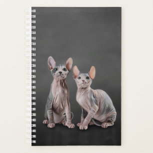 Dessin Sphynx chaton