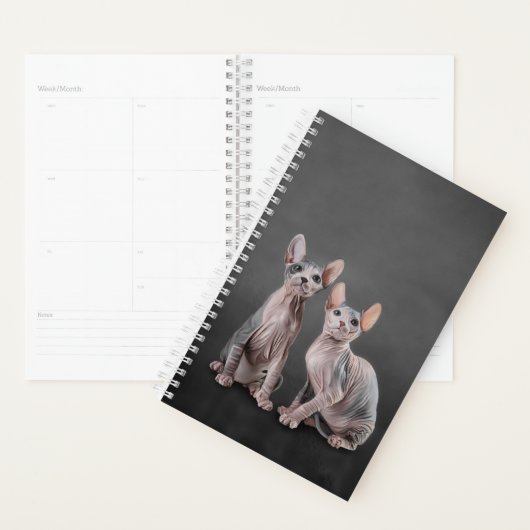 Dessin Sphynx chaton (Devant avec enveloppe)