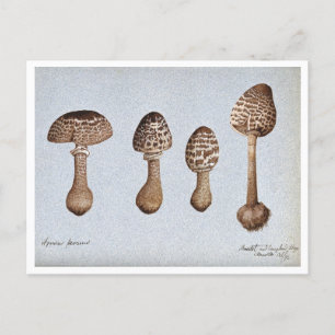 Dessin vintage des champignons Parasol Carte posta