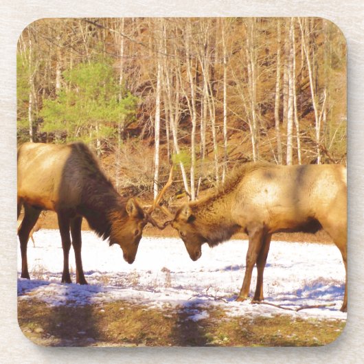 Dessous-de-verre 2~ deux Bull Elk dans la neige (Devant)