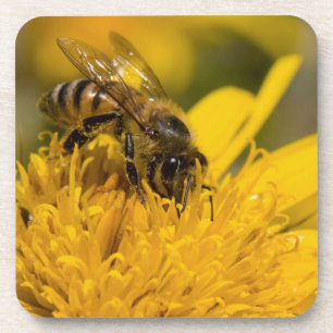 Dessous-de-verre Abeille Africaine Avec Des Sacs De Pollen En Train