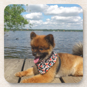Dessous-de-verre Adorable chien spitz nain furieux