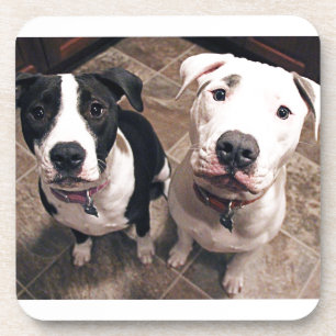 Dessous-de-verre adorables chiots pitbull chiens