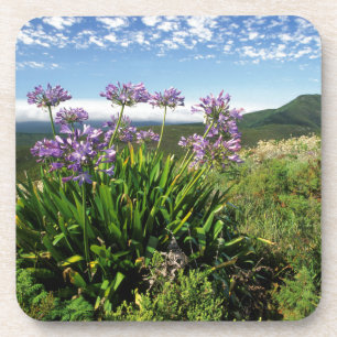 Dessous-de-verre African Lily (Agapanthus praecox), Mossel Bay