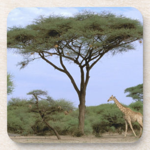 Dessous-de-verre Afrique, Botswana, Delta de l'Okavango. Sud