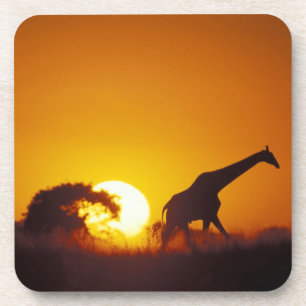 Dessous-de-verre Afrique, Botswana, Parc national de Chobe, Girafe