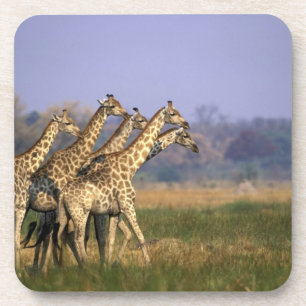 Dessous-de-verre Afrique, Botswana, Réserve de gibier de Moremi