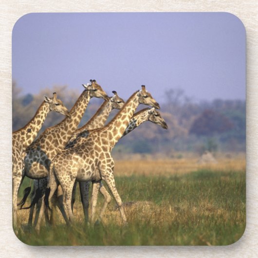 Dessous-de-verre Afrique, Botswana, Réserve de jeu de Moremi (Devant)