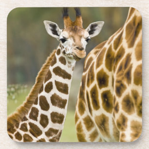Dessous-de-verre Afrique. Kenya. Girafe de Rothschild bébé