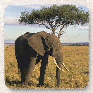 Dessous-de-verre Afrique, Kenya, Maasai Mara. Un éléphant dans le
