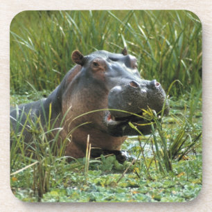 Dessous-de-verre Afrique, Kenya, Masai Mara NR. Une hippopotame mèr