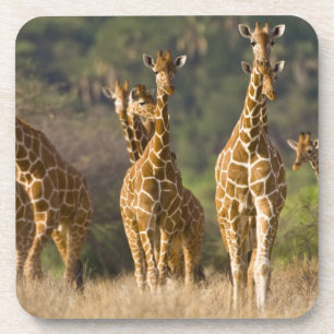 Dessous-de-verre Afrique. Kenya. Troupeau de Giraffes Réticulées