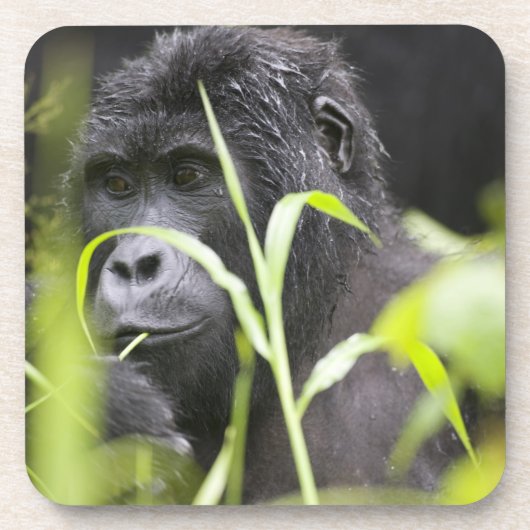 Dessous-de-verre Afrique Ouganda, Bwindi (Devant)