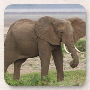 Dessous-de-verre Afrique. Tanzanie. Éléphant au parc national du la