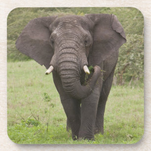 Dessous-de-verre Afrique Tanzanie Éléphant dans le cratère de Ngoro
