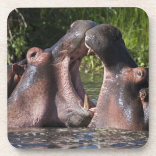 Dessous-de-verre Afrique. Tanzanie. Hippopotames en combat