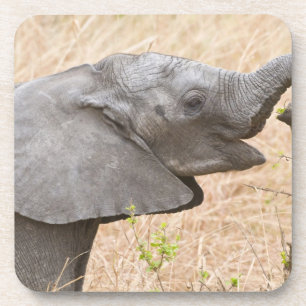 Dessous-de-verre Afrique. Tanzanie. Jeune éléphant à Tarangire