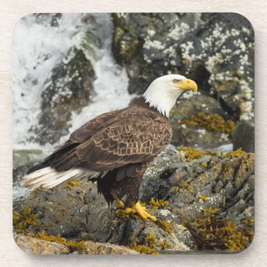 Dessous-de-verre Aigle à tête blanche (Devant)