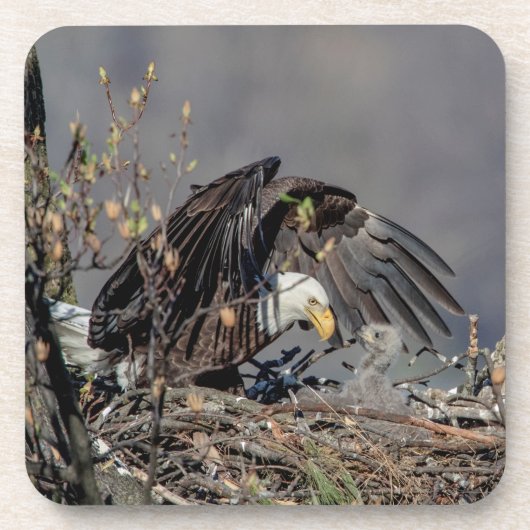 Dessous-de-verre Aigle avec son bébé (Devant)