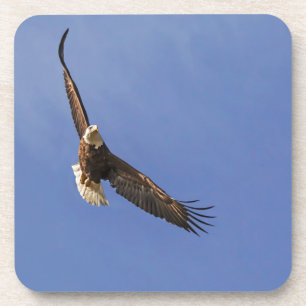 Dessous-de-verre Aigle chauve