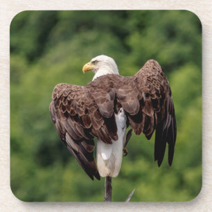 Dessous-de-verre Aigle de Bald sur une branche