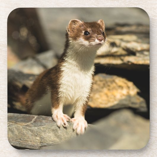Dessous-de-verre Alerte Weasel (Devant)