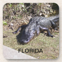 Alligator de Floride se prélassant au soleil chaud