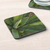 Dessous-de-verre Aloe Vera (Côté gauche)