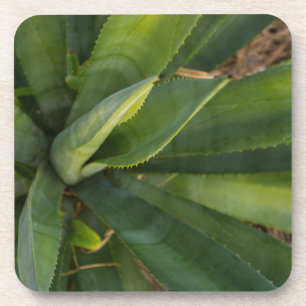 Dessous-de-verre Aloe Vera