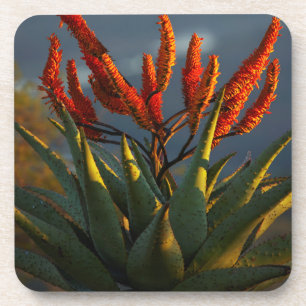 Dessous-de-verre Aloès des montagnes (Aloe Marlothii Berger)