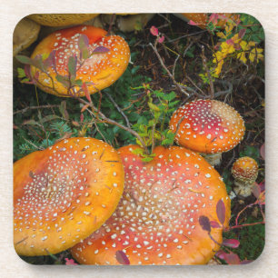 Dessous-de-verre Amanites tue-mouches au lac Mowich