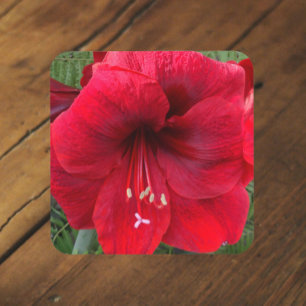 Dessous-de-verre Amaryllis de Noël rouge floraison florale
