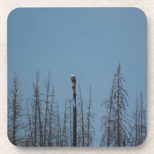Dessous-de-verre American Bald Eagle 8974 (Devant)
