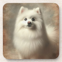 American Eskimo Dog