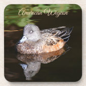 Dessous-de-verre American Wigeon Wildlife Photo (Devant)