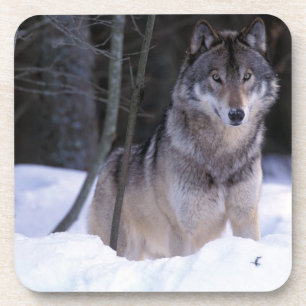 Dessous-de-verre Amérique du Nord, Canada, Est du Canada, Loup gris