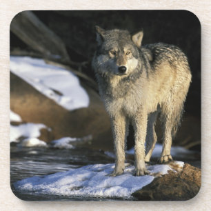 Dessous-de-verre Amérique du Nord, États-Unis, Minnesota. Loup (Can