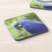 Dessous-de-verre Amérique du Sud, Brésil, Pantanal (Côté gauche)