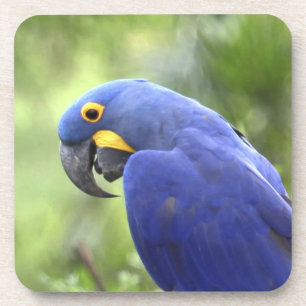 Dessous-de-verre Amérique du Sud, Brésil, Pantanal