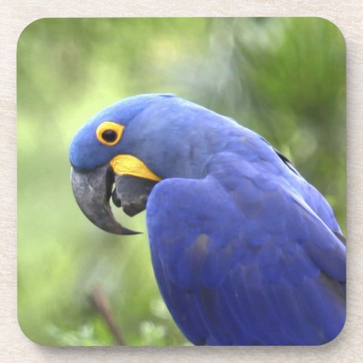 Dessous-de-verre Amérique du Sud, Brésil, Pantanal (Devant)