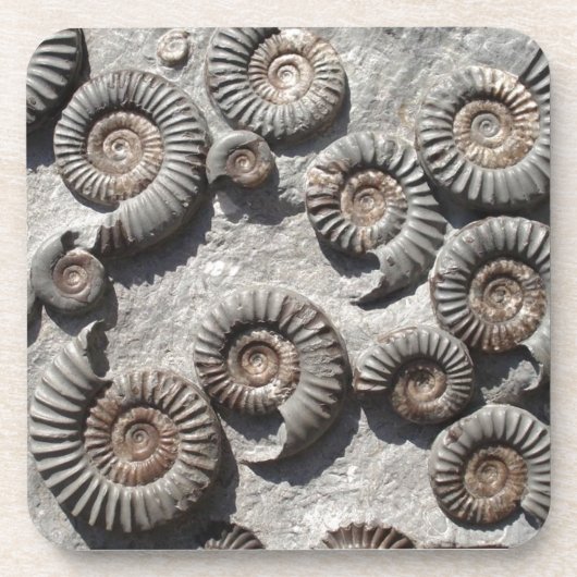 Dessous-de-verre ammonites fossiles multiples du Lower Lias (Devant)