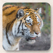 Dessous-de-verre Amur tiger (Devant)