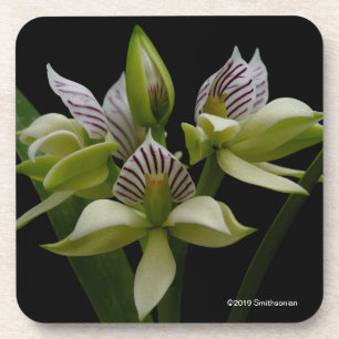 Dessous-de-verre Anacheilium Chacoense