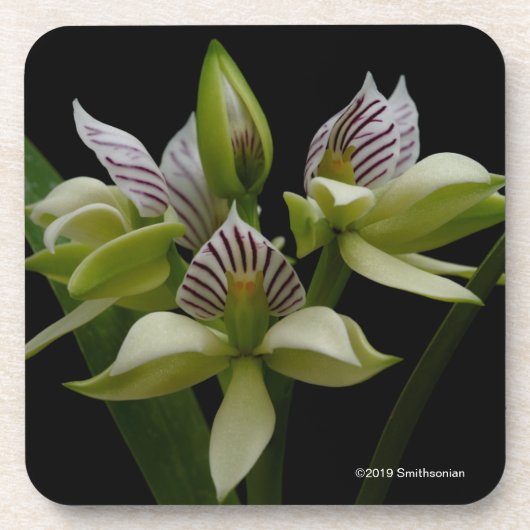 Dessous-de-verre Anacheilium Chacoense (Devant)