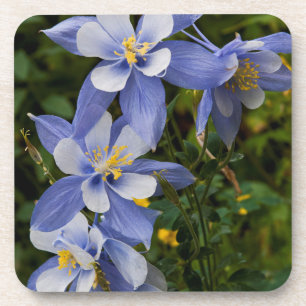 Dessous-de-verre Ancolie bleue du Colorado près de Telluride Colora
