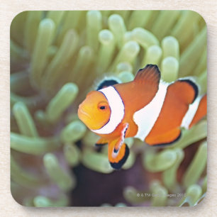 Dessous-de-verre Anemonefish 4 de clown