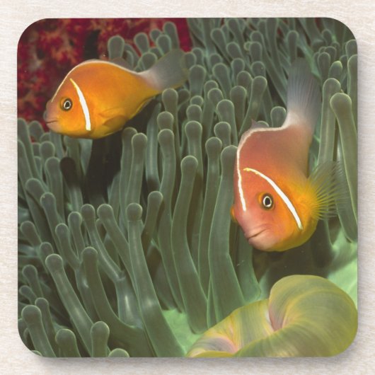 Dessous-de-verre Anemonefish rose dans l'actinie de Magnificant (Devant)