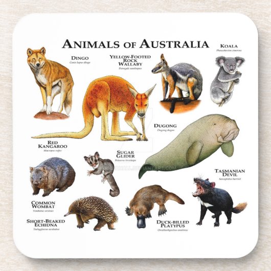 Dessous-de-verre Animaux d'Australie (Devant)