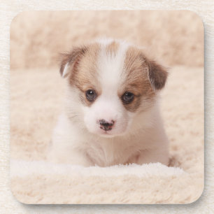 Dessous-de-verre Animaux de bébés cutest   Baby Corgi