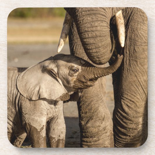 Dessous-de-verre Animaux de bébés cutest | Baby Elephant & Mama (Devant)